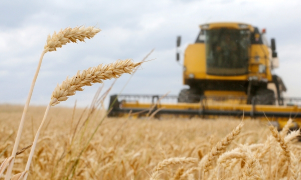 World cereal production seen slightly down in 2022