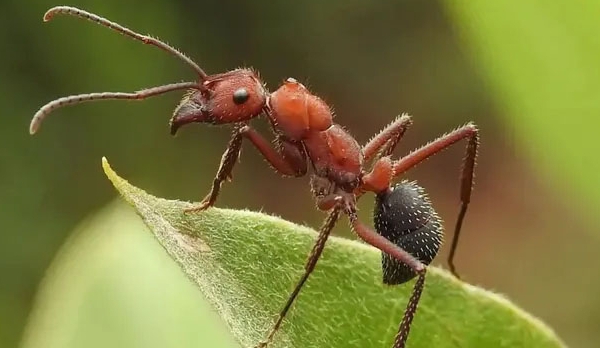 Ants can beat pesticides at helping farmers grow healthy crops, study finds