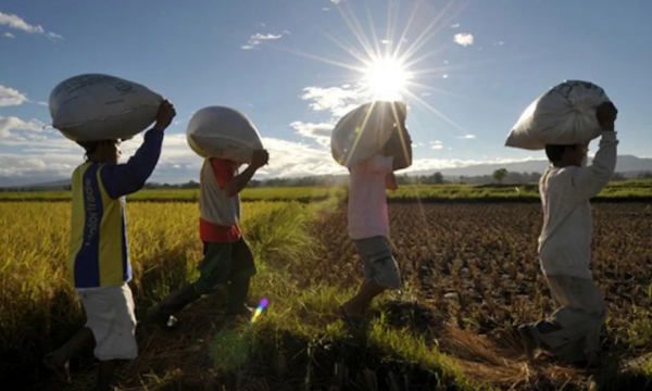 Philippines lo không tìm đâu ra nguồn nhập 2,9 triệu tấn gạo