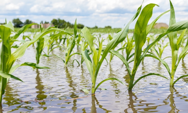 Study shows fertilizer ordinances improve water quality, but timing matters