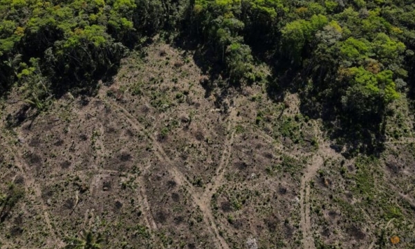 Indonesia, Brazil biggest culprits in tropical forest loss linked to industrial mining
