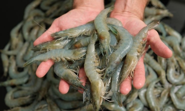 Shrimp farming is coming to a city near you