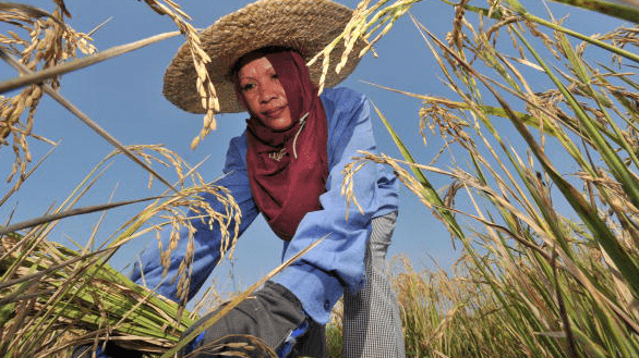 Khủng hoảng lúa gạo ở Philippines