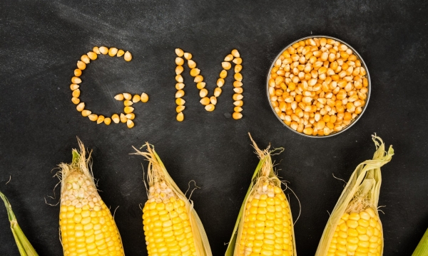 Kenya's new stance on GMOs is pitting politicians against scientists