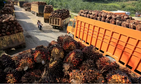 Palm oil faces headwinds amid China lockdowns, EU phaseout