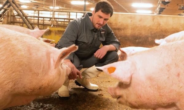 5 mẹo chăm nuôi lợn nái hiệu suất cao
