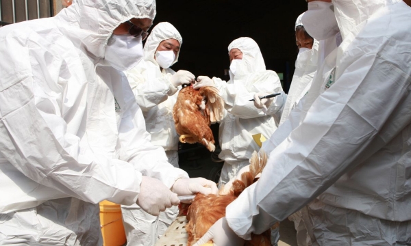 Avian flu results in record bird kills; raising consumer prices for eggs and poultry