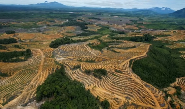 EU agrees law preventing import of goods linked to deforestation