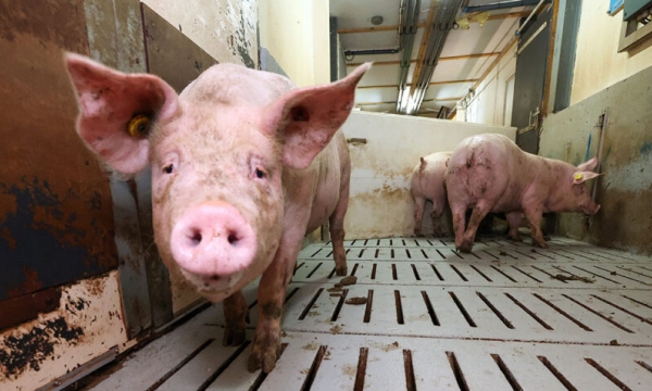 Putin promises Russian pig farmers help in breaking into the Chinese market