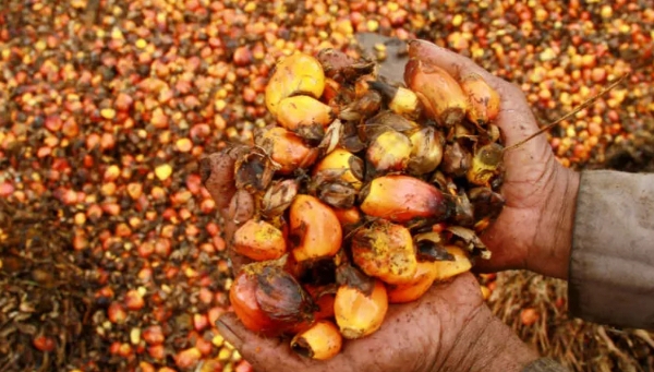 Indonesia to tighten palm oil exports from January 1