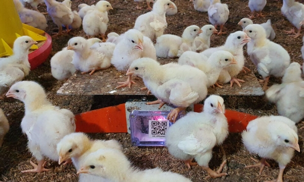High accuracy data that poultry farmers can trust
