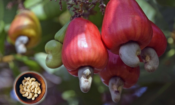 Cashew farmers cry out over poor investment in value cashew chain