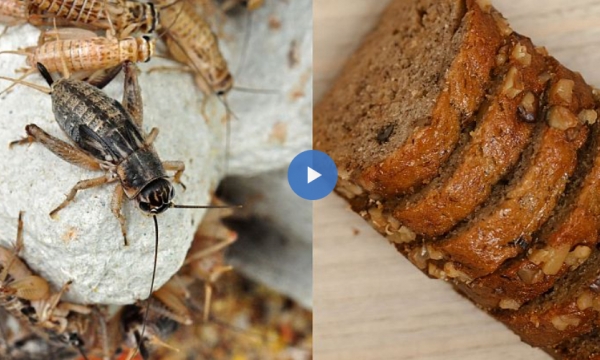 Is the EU really going to force us to eat insects without our knowledge?