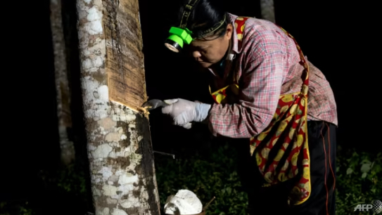 Thai farmers tap into sustainable rubber industry