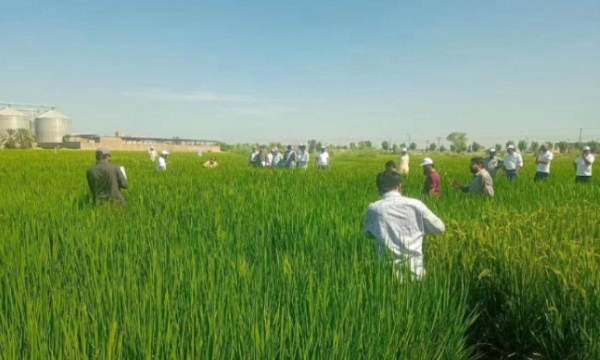 Trung Quốc đưa lúa lai vào Pakistan, tham vọng 'đảo ngược thách thức'