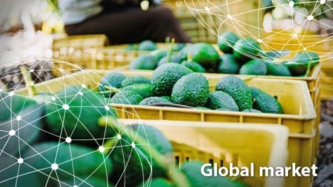 Global market overview avocado