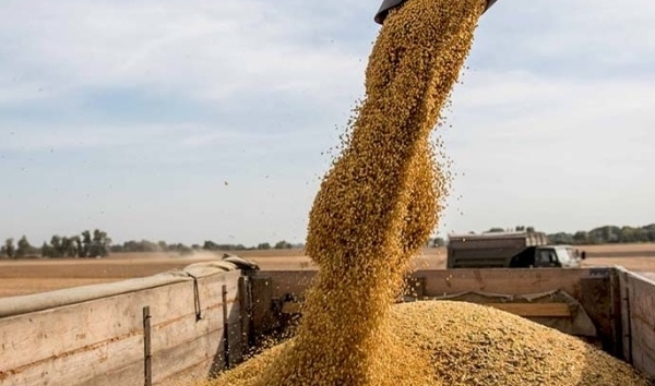 Poland suspends Ukrainian grain imports at least until July
