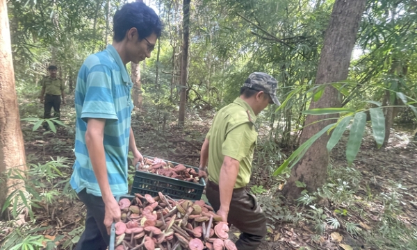 Bình Thuận phát triển cây dược liệu dưới tán rừng