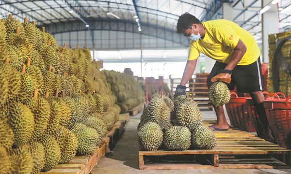China, ASEAN strengthen agricultural cooperation