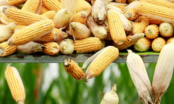 China could cut US corn imports