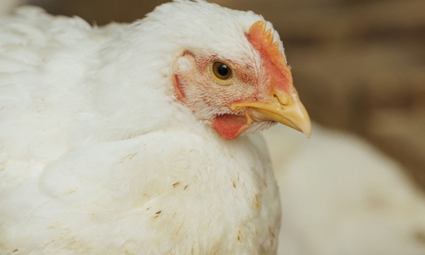 Calls for greater work on avian influenza vaccine development