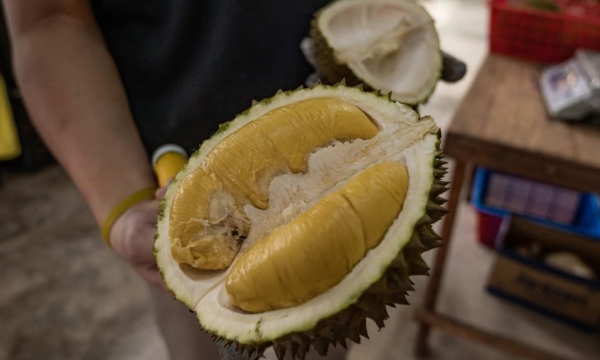 Outsiders buying Malaysian durian and reselling them as ‘Thai Musang King’ to China raises a stink
