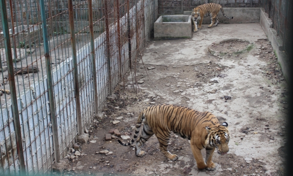 6 tigers kept in captivity handed over to rescue center in Hanoi