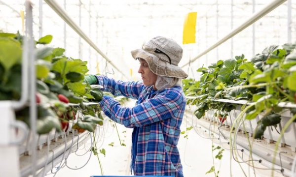 From indoor farming to alternative proteins: the entrepreneurs looking to feed the world