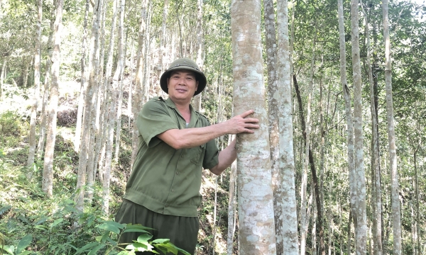 Nghề trồng rừng đổi đời dân vùng cao