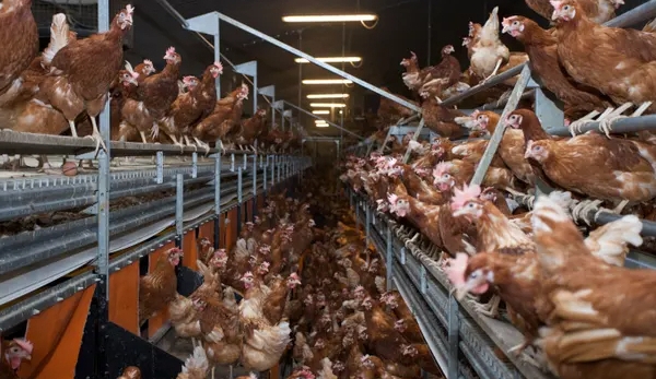 Block battery eggs coming into UK, say animal welfare groups
