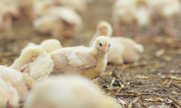 2 more poultry workers test positive for bird flu