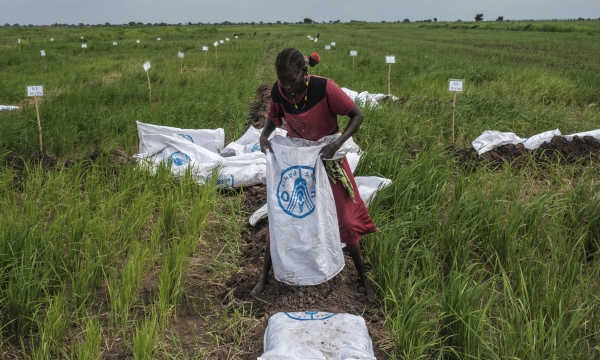 FAO intensifies efforts to increase resilience of agrifood systems to threats and crises