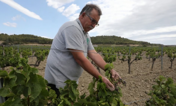 Bordeaux bloodbath! France pays winemakers to dig up vines