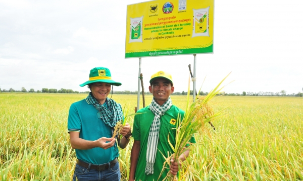 Binh Dien assists Cambodian farmers increase paddy yield by 1 ton/ha