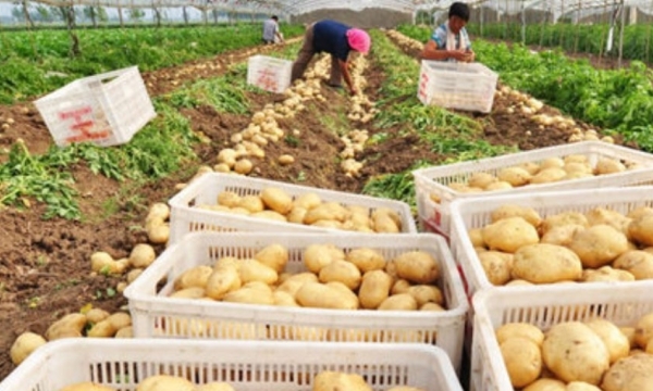 Nation food security and rural income look to potatoes