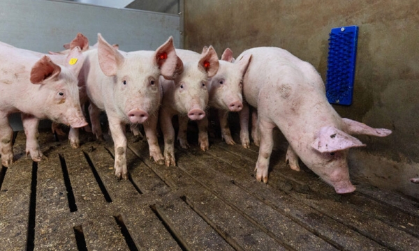 Machine learning uses feeding data to detect illness in pigs