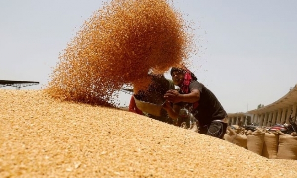 India raises wheat purchase price by 7% to expand area