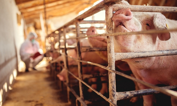 ASF Russia: About 23,000 pigs lost in Krasnodar Krai