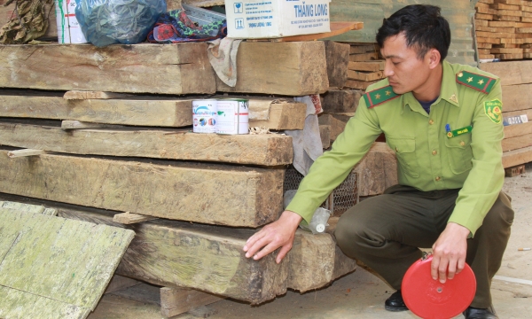 Hàng trăm m3 gỗ quý bị tịch thu, chưa có hướng xử lý