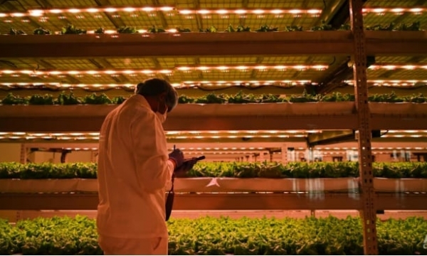 Inside the vertical farming revolution that’s taking root in the Middle East