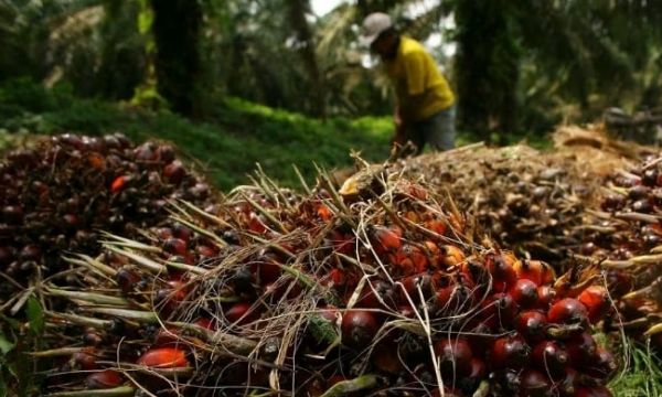 Indonesia to fine palm oil companies $310 mln for operating in forests