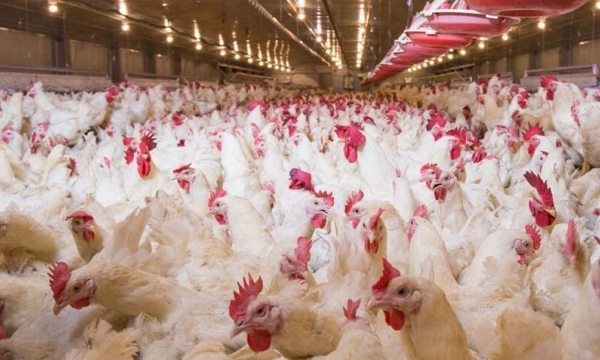 UK poultry continues battle for energy relief support
