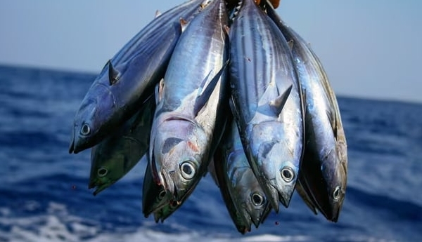 Five to ditch and five to try: what fish should we be eating in 2024?