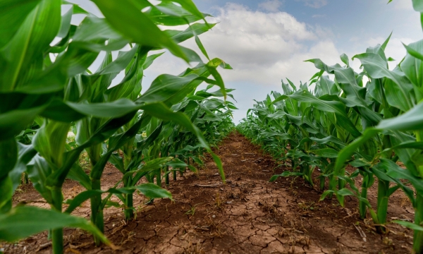 Carbon, oxygen and hydrogen fertility in corn production