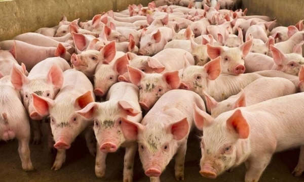 US pig sector into action to drive prices up