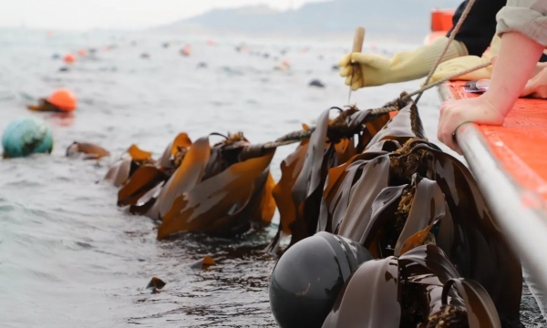 The biggest obstacle to the success of the seaweed sector in the West