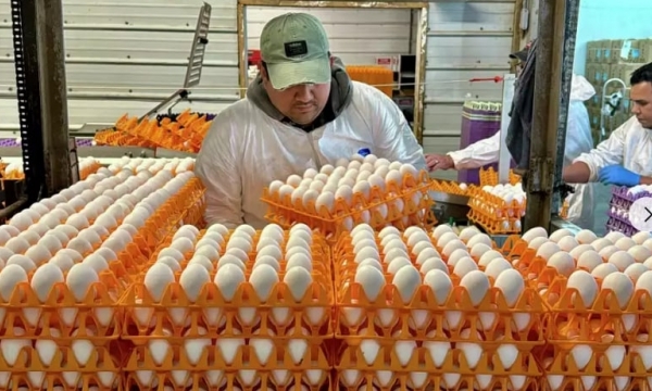 Bird flu: How can the poultry sector ensure global supply?