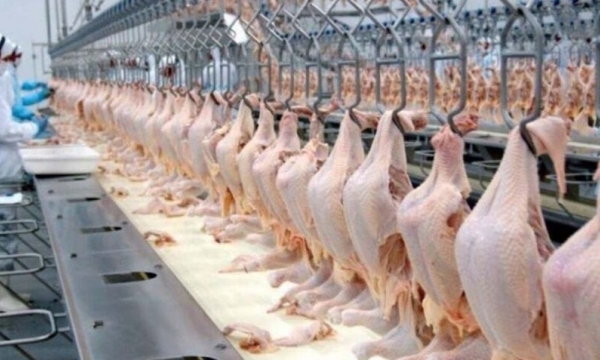 Russian poultry farmers demand massive state aid expansion
