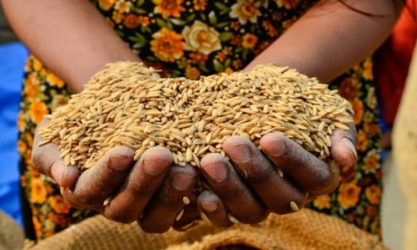 FAO urges action on food security and climate