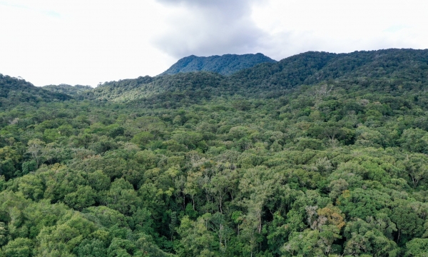 Phê duyệt Đề án phát triển giá trị đa dụng của hệ sinh thái rừng